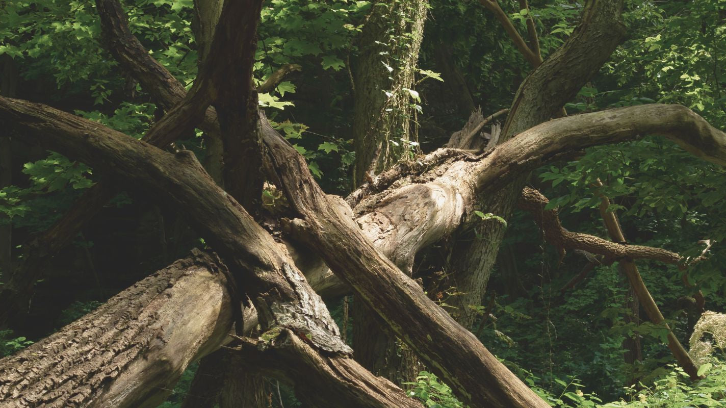 Wild Earth