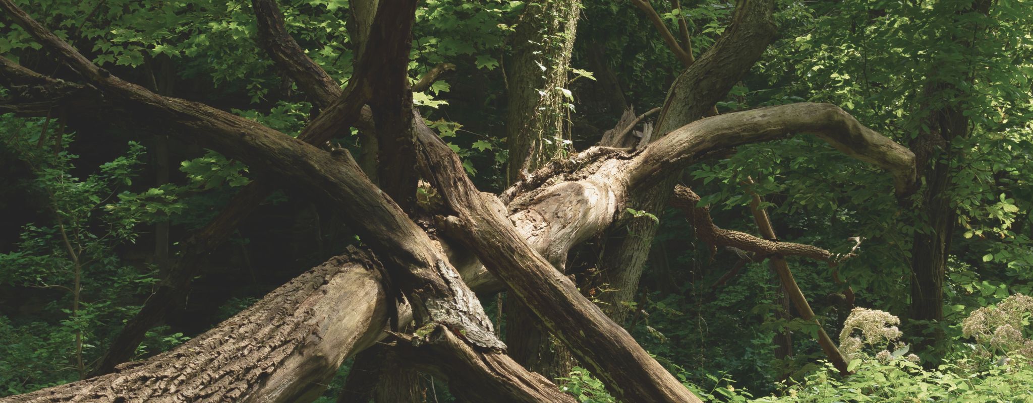 Wild Earth