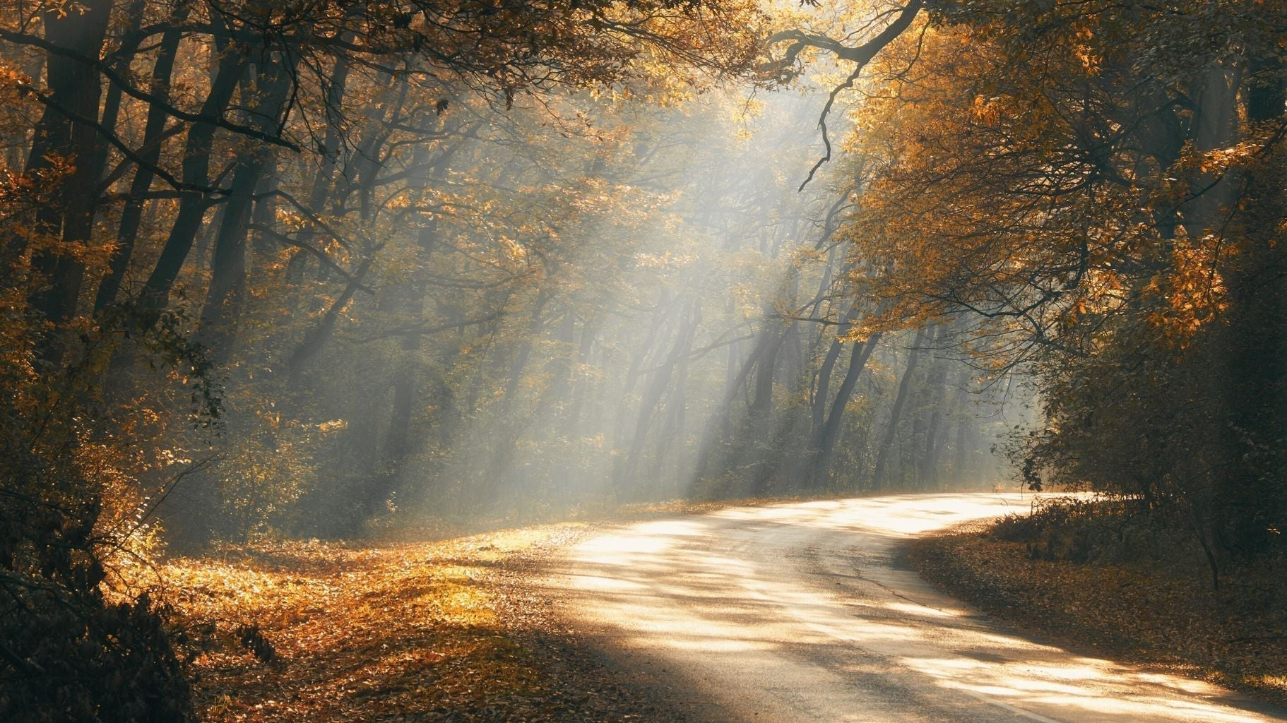 forest path with trees and sunlight in autumn