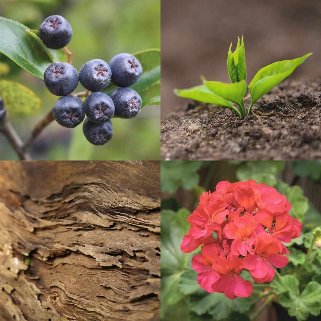Collage of 4 pictures, blue berries, leaf in soil, bark texture and red flower