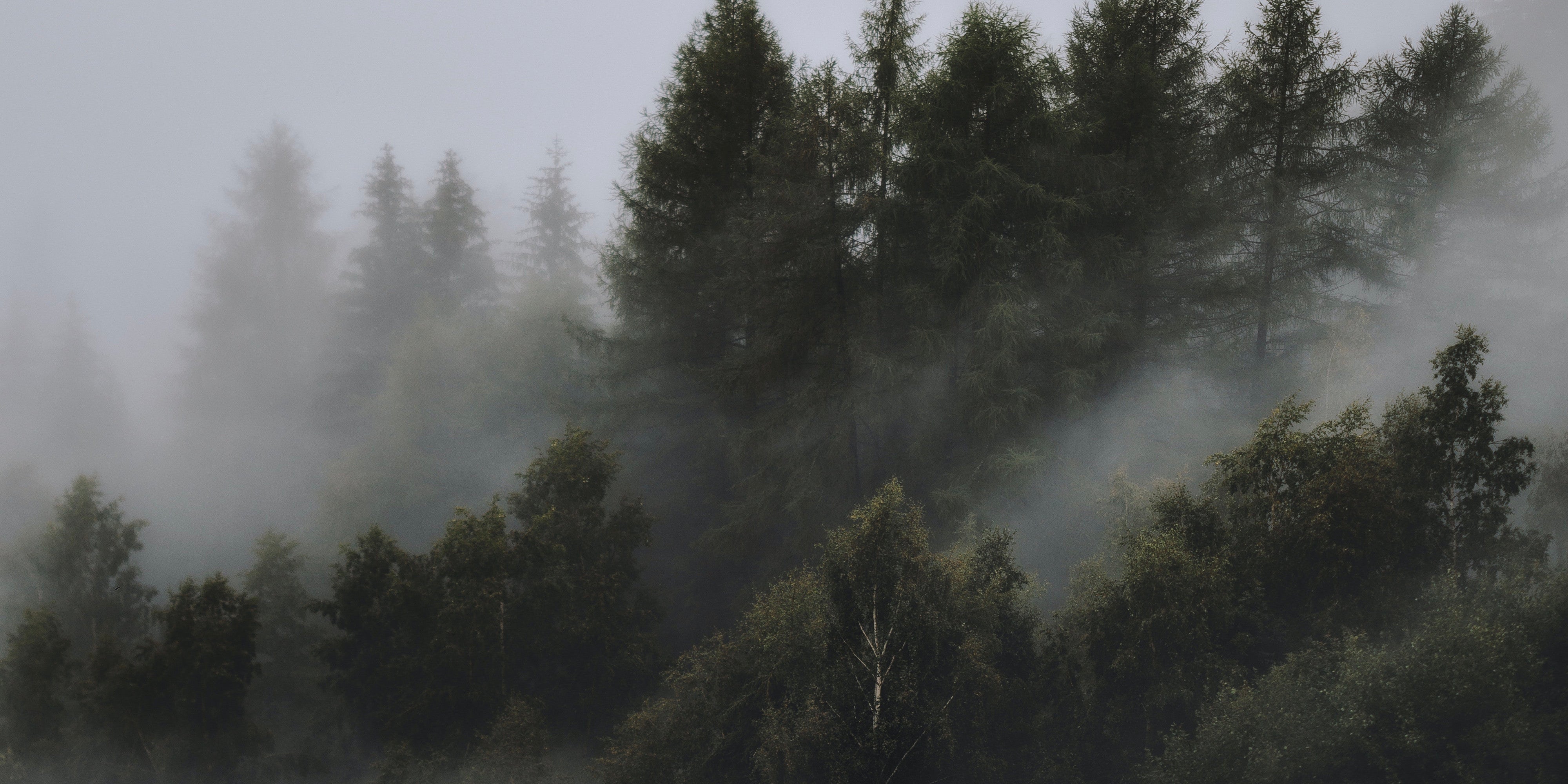 trees in misty forest