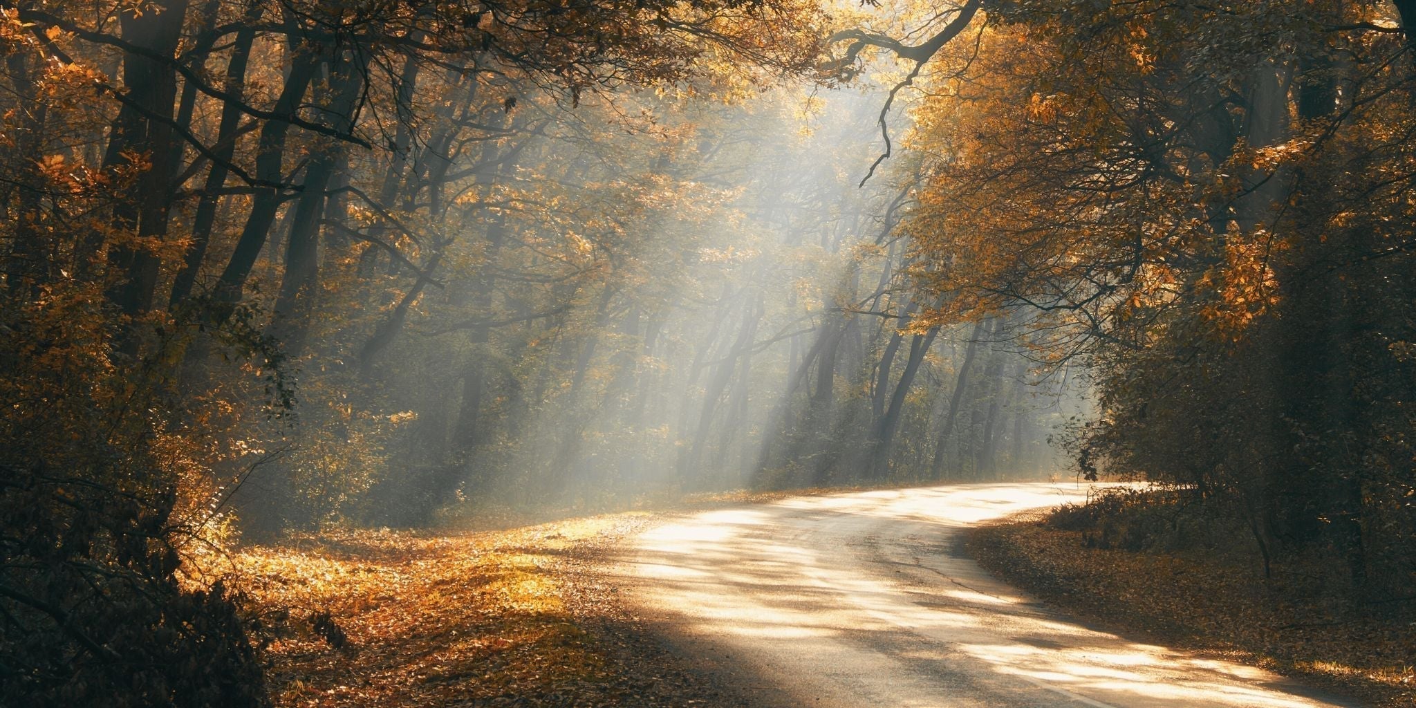 forest path with trees and sunlight in autumn