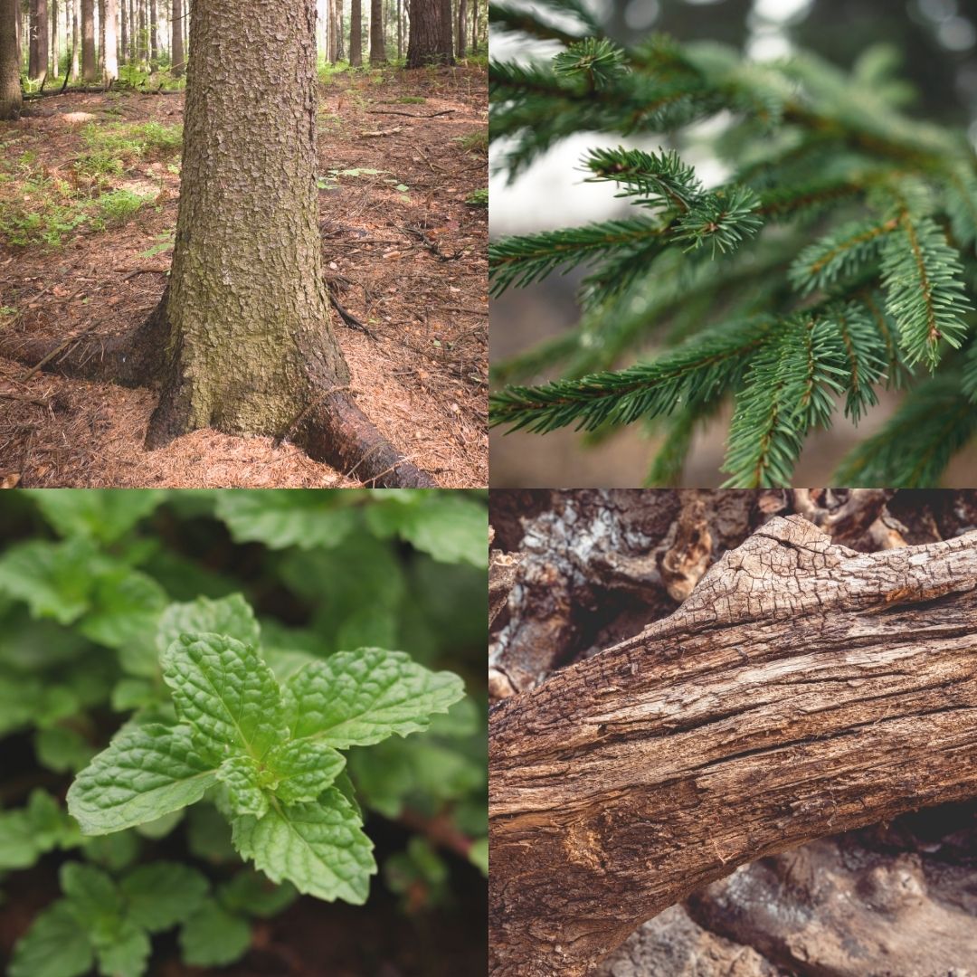 4 collage pictures mint leaf, pine leaves tree in forest, wood log